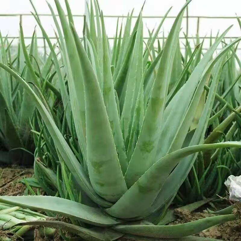 100% Pure Natural Dried Aloe V - Soap Making Raw Material recension och pris
